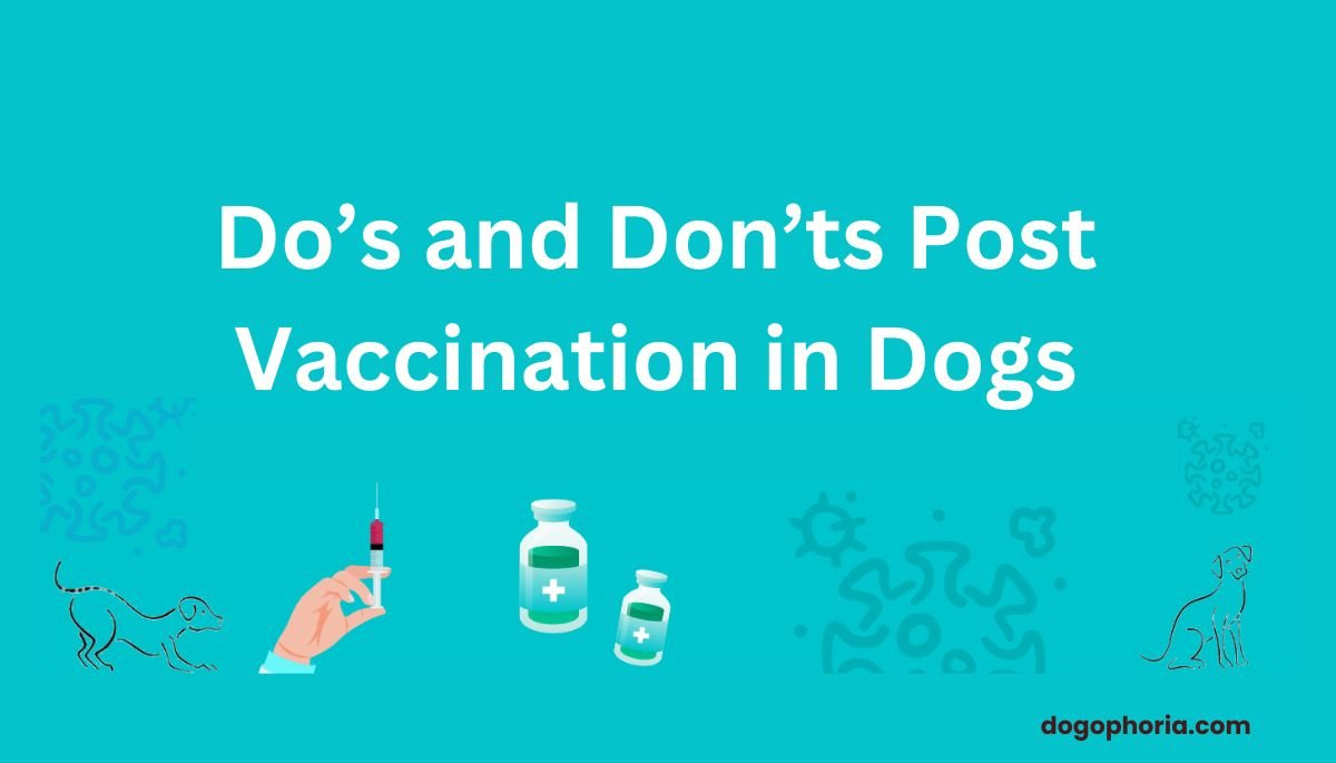 Do's and Don'ts After Dog Vaccination